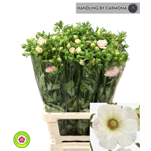 RAN CO MAG MASCARPON