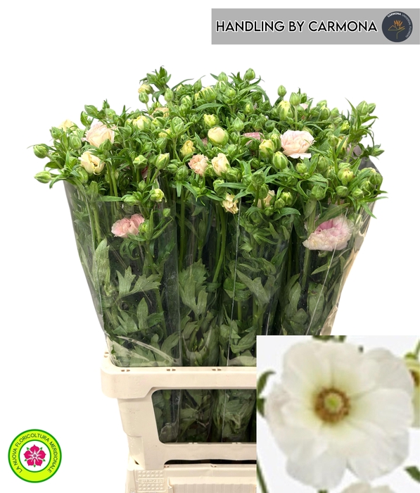 <h4>RAN CO MAG MASCARPON</h4>