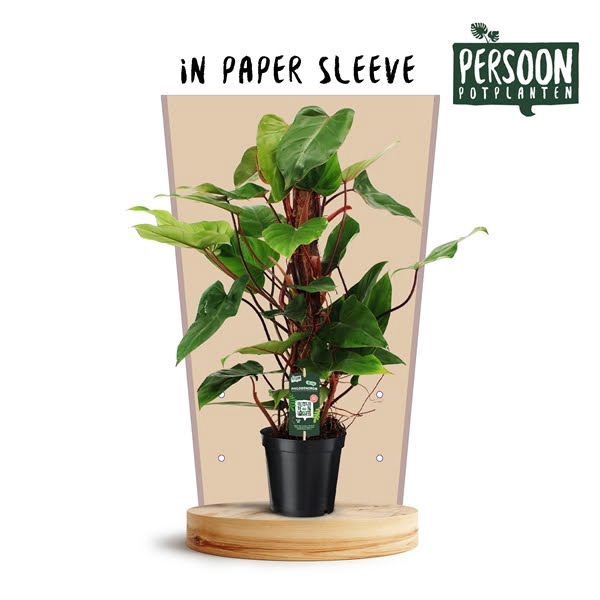 <h4>Philodendron Red Emerald 70 Kratiste Papieren Hoes</h4>