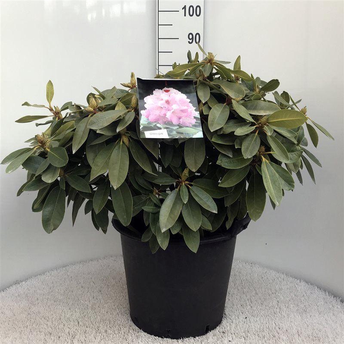 <h4>Rhodo. 'Onkel Dines' light pink</h4>