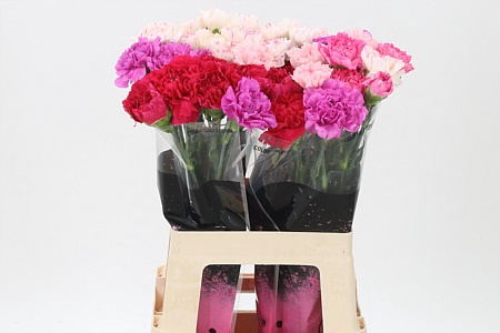<h4>Di St Mix Pink</h4>