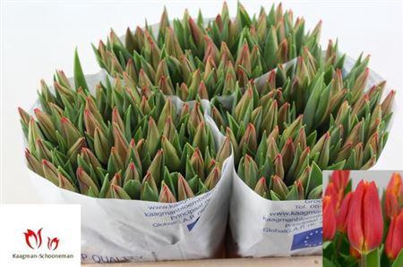 <h4>Tu En Strong Energy</h4>