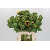 Helianthus Orange Fire