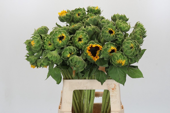 Helianthus Orange Fire