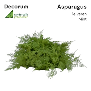 ASP 1e veren Mint 45cm box x50