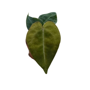 Anthurium blad