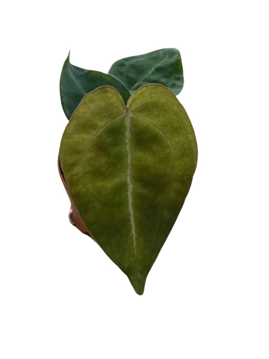 <h4>Anthurium blad</h4>