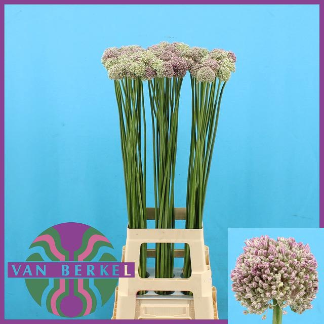 <h4>ALLIUM AMPELOPRASUM</h4>