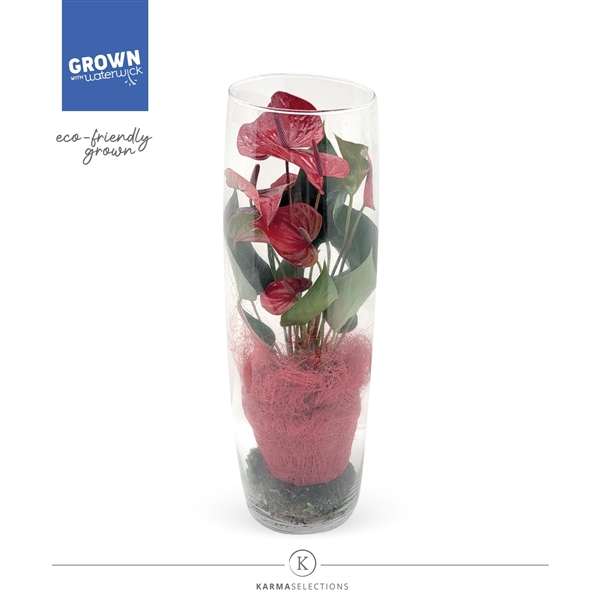 <h4>Anthurium - KARMA Picanta | Sky 50cm | Sisal + Mos</h4>