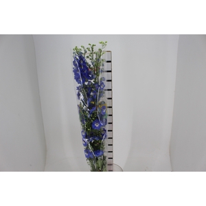 DELPHINIUM 090 CM AZUL