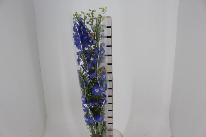 <h4>DELPHINIUM 090 CM AZUL</h4>