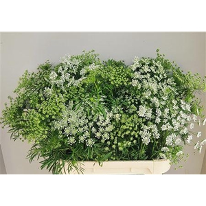 Ammi Majus Spray 80cm