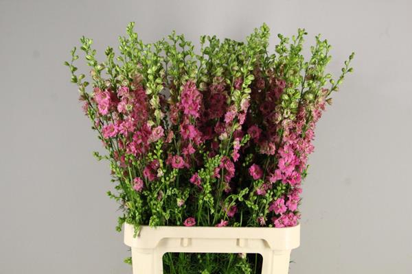 Delphinium Reg Qis Rose