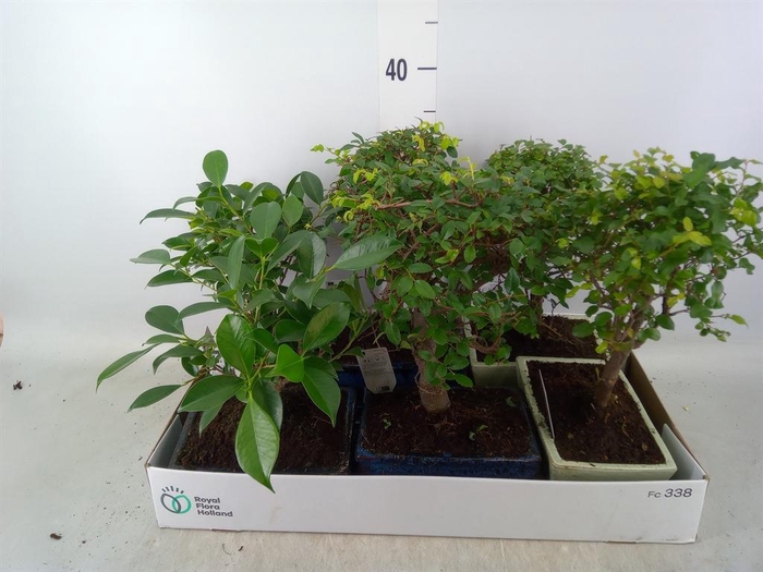 <h4>Bonsai   ...mix</h4>