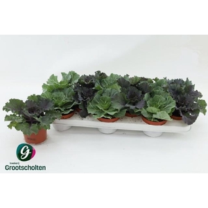 BRASSICA (SIERKOOL)