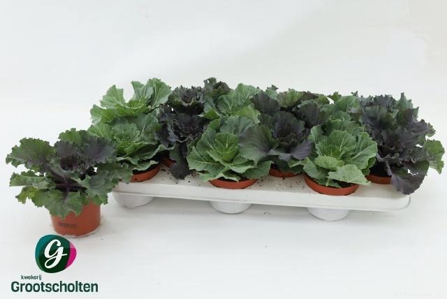 <h4>BRASSICA (SIERKOOL)</h4>