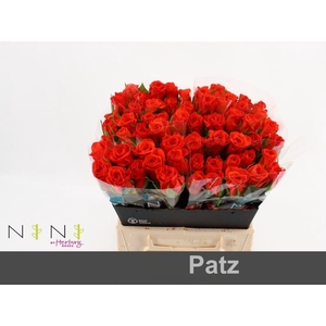 Rosa large patz
