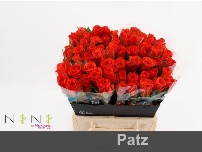 <h4>Rosa large patz</h4>