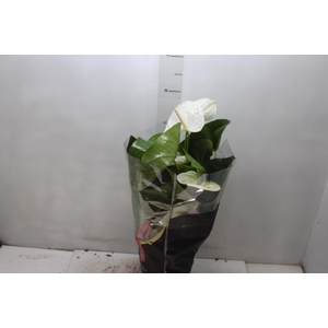 ANTHURIUM ALASKA P17 PREMIUM