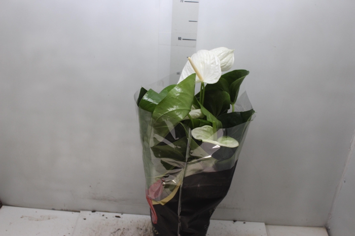 <h4>ANTHURIUM ALASKA P17 PREMIUM</h4>