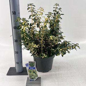 Euonymus Blondy