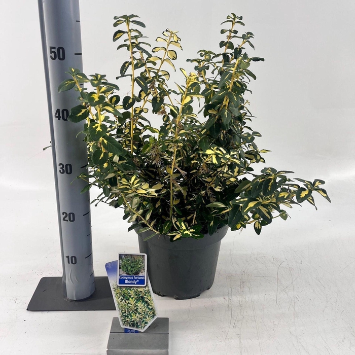 <h4>Euonymus Blondy</h4>