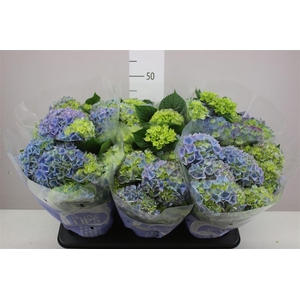 Hydrangea Early Blue 5-6 More Lips