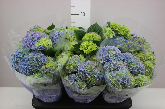 <h4>Hydrangea Early Blue 5-6 More Lips</h4>