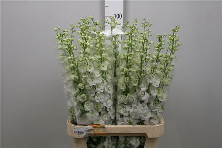 <h4>Delph Du Aurora White</h4>