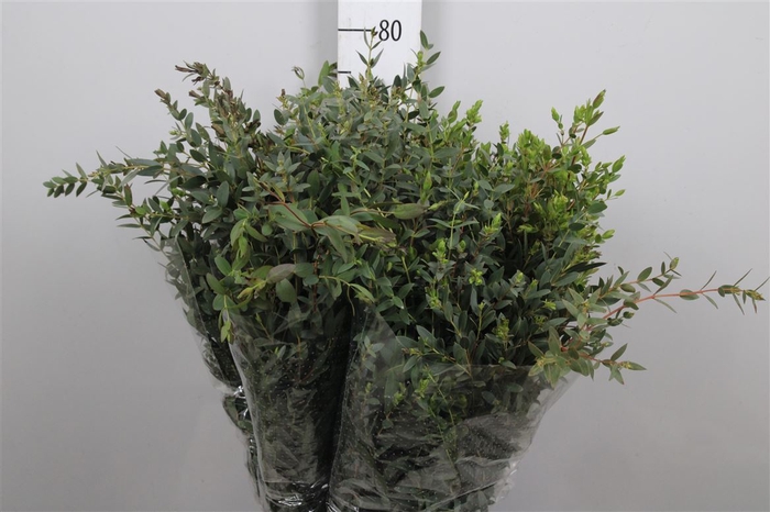 <h4>Euca Parvifolia Extra</h4>