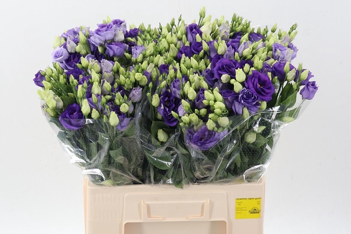 <h4>Eus G Rosi Blue</h4>