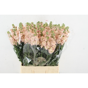 MATTHIOLA IRON APRICOT