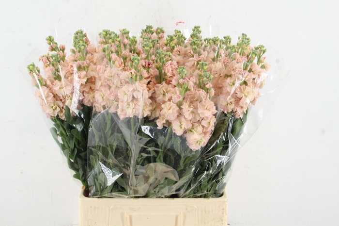 <h4>MATTHIOLA IRON APRICOT</h4>