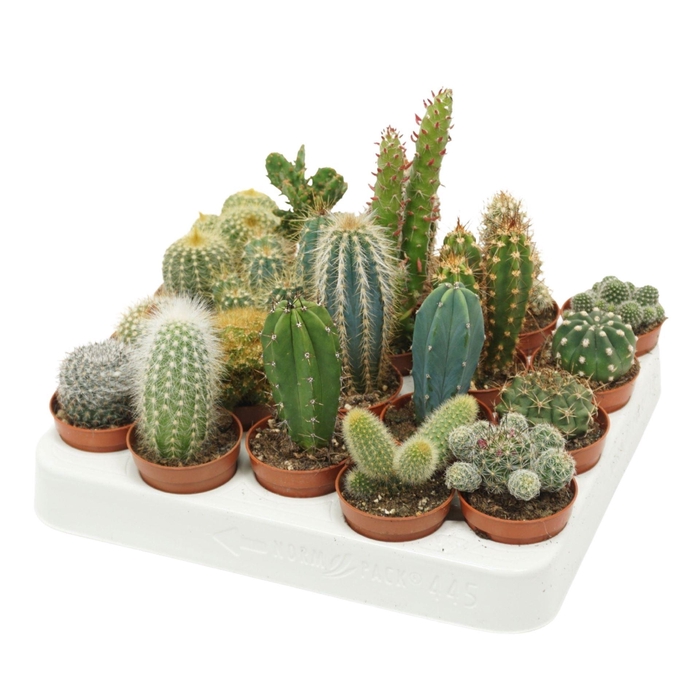 <h4>Cactus   ...mix</h4>