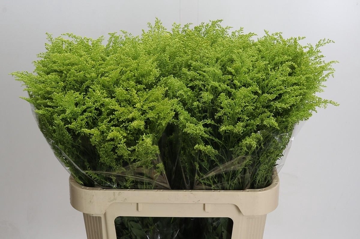 <h4>Solidago Tara Gold</h4>