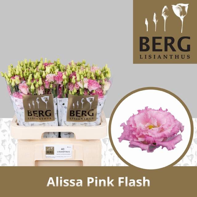 <h4>EUS G ALISSA PI FLAS</h4>