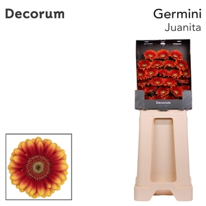 Germini Juanita Diamond