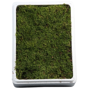 DEC MOSS
