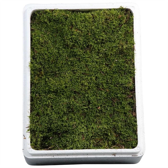 DEC MOSS
