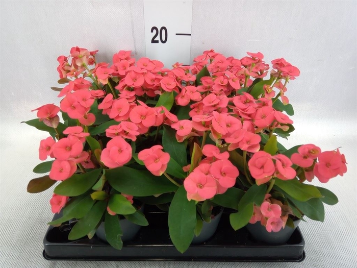 <h4>Euphorbia milii   ...</h4>