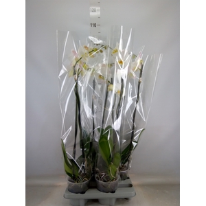 Phalaenopsis   ...white