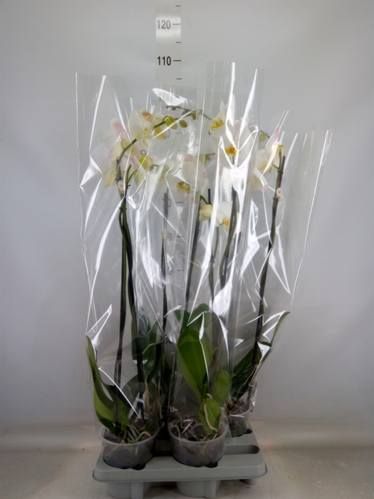 <h4>Phalaenopsis   ...white</h4>