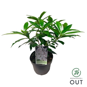 Daphne Perfume Princess White P17