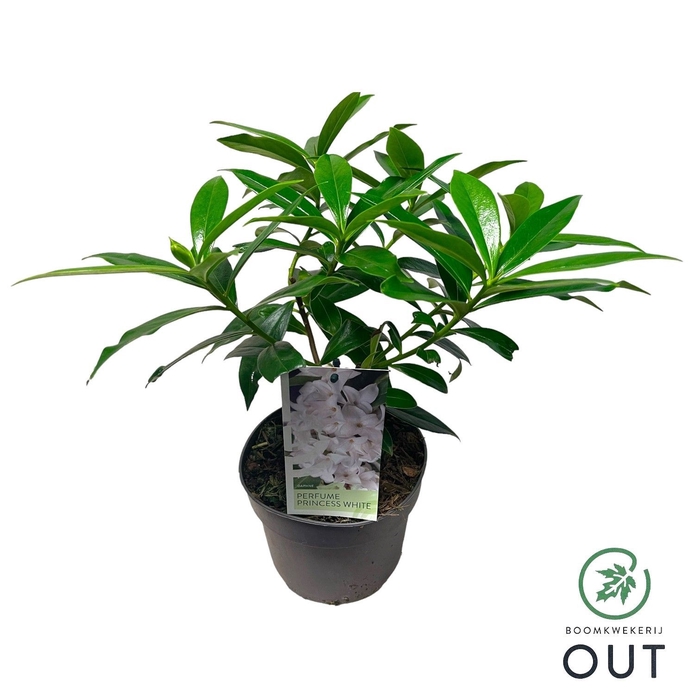 <h4>Daphne Perfume Princess White P17</h4>