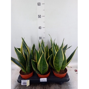 Sansevieria  'Star Canary'
