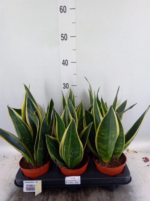 <h4>Sansevieria  'Star Canary'</h4>