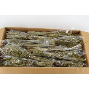 PF Lavendel Dark yellow