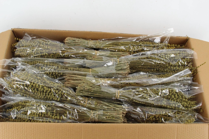 <h4>PF Lavendel Dark yellow</h4>