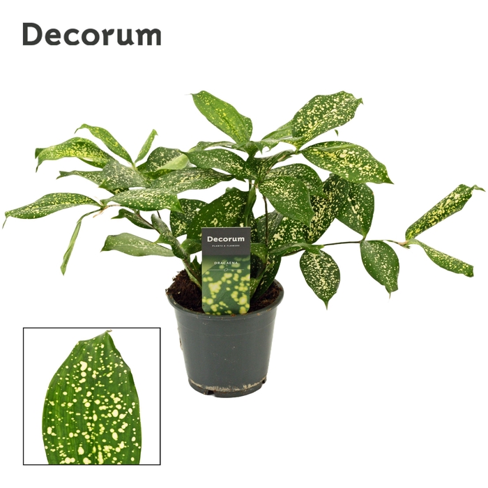 <h4>Dracaena Godsefiana 12 cm (Decorum)</h4>