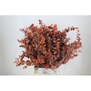 Pres Euca Stuartiana Orange Bunch